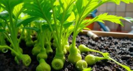 home wasabi cultivation feasibility