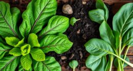 west african leafy greens nutrition